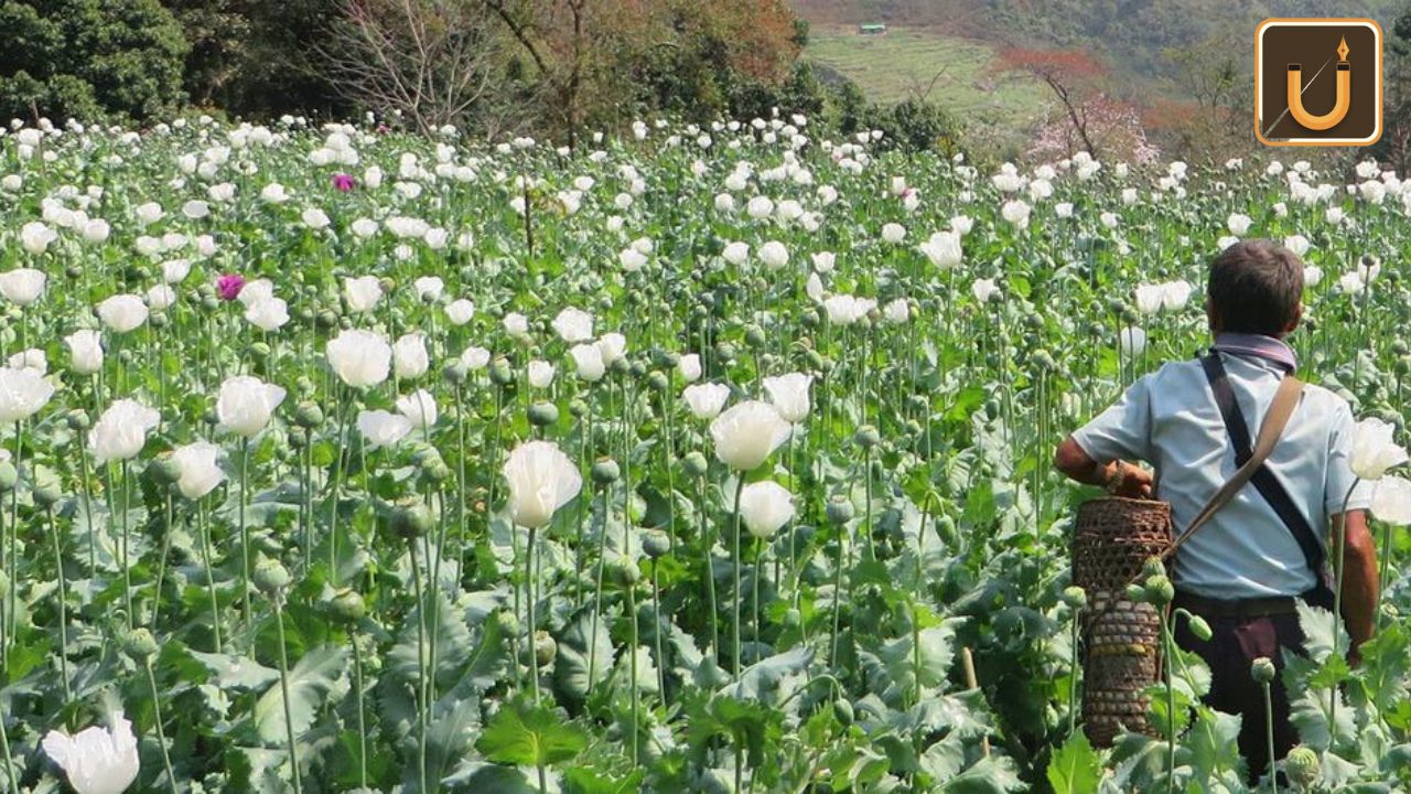 Usthadian Academy / Myanmar Surpasses Afghanistan As World’s Leading Opium Source In 2023: UN Report | 14 dec 2023 Usthadian Academy / Myanmar Surpasses Afghanistan As World’s Leading Opium Source In 2023: UN Report